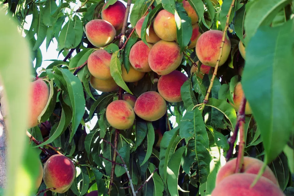 Peach Tree